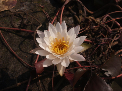 Nymphaea 017.jpg�̃T���l�[���摜